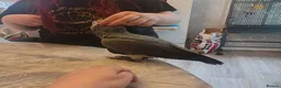 Parrots birds for sale: Highly Intelligent African Grey Parrots Available in Edinburgh - Advert 4