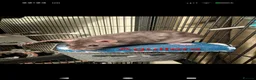 Rat rodents for sale: 6 Female Rats Looking For Loving Home in Workington - Advert 8