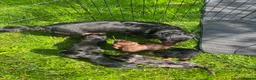 Dachshund dogs for sale: Dachshund puppies in Leicester - Advert 9