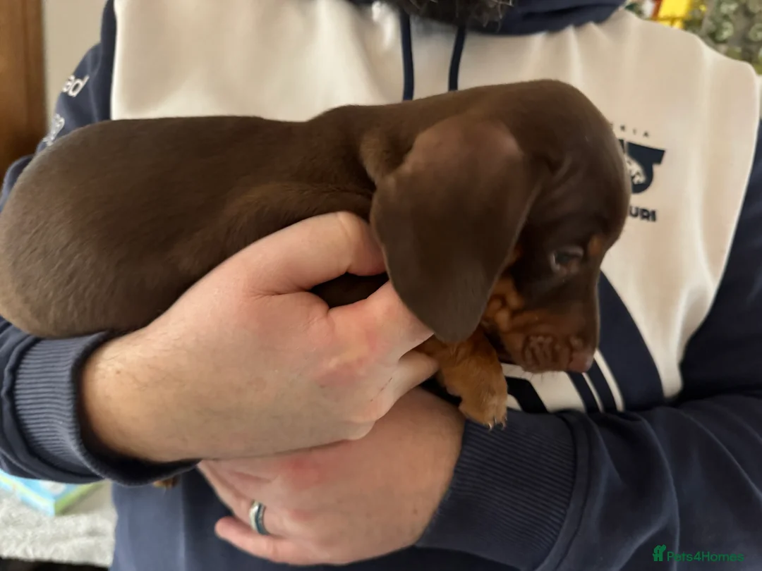 Miniature Dachshund dogs for sale: Just 2 remaining miniature dachshunds for sale - Advert 2