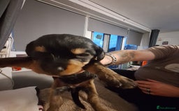 Mixed Breed dogs for sale: Daxiepoos  - Image 1
