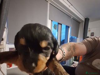 Mixed Breed dogs - Advert 26