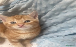 Mixed Breed cats for sale: 1 boy 2 girls  - Image 9