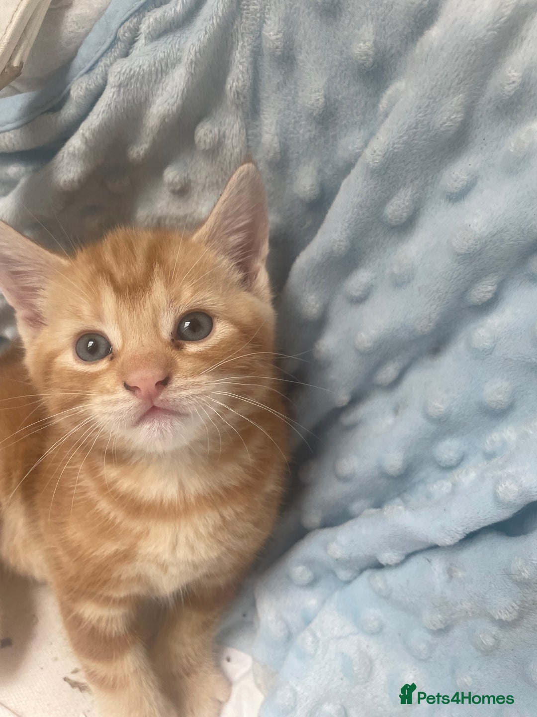 Mixed Breed cats for sale: 1 boy 2 girls  - Image 9