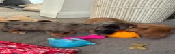 Dachshund dogs for sale: 2x Long haired dachshunds - Advert 7
