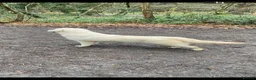 Golden Retriever dogs for sale: Kc golden retrievers  - Advert 3