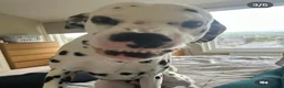 Dalmatian dogs for sale: Blue is looking for his second home *please read* in Lancaster - Advert 22