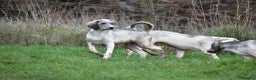 Saluki dogs for sale: ✨ Only one incredible Male left✨ Price REDUCED!!  - Advert 2