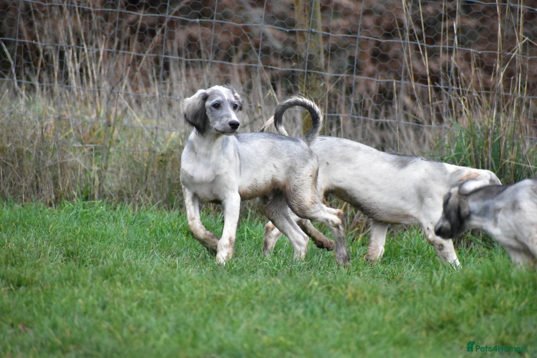 Saluki dogs for sale: ✨ Only one incredible Male left✨ Price REDUCED!!  - Advert 2