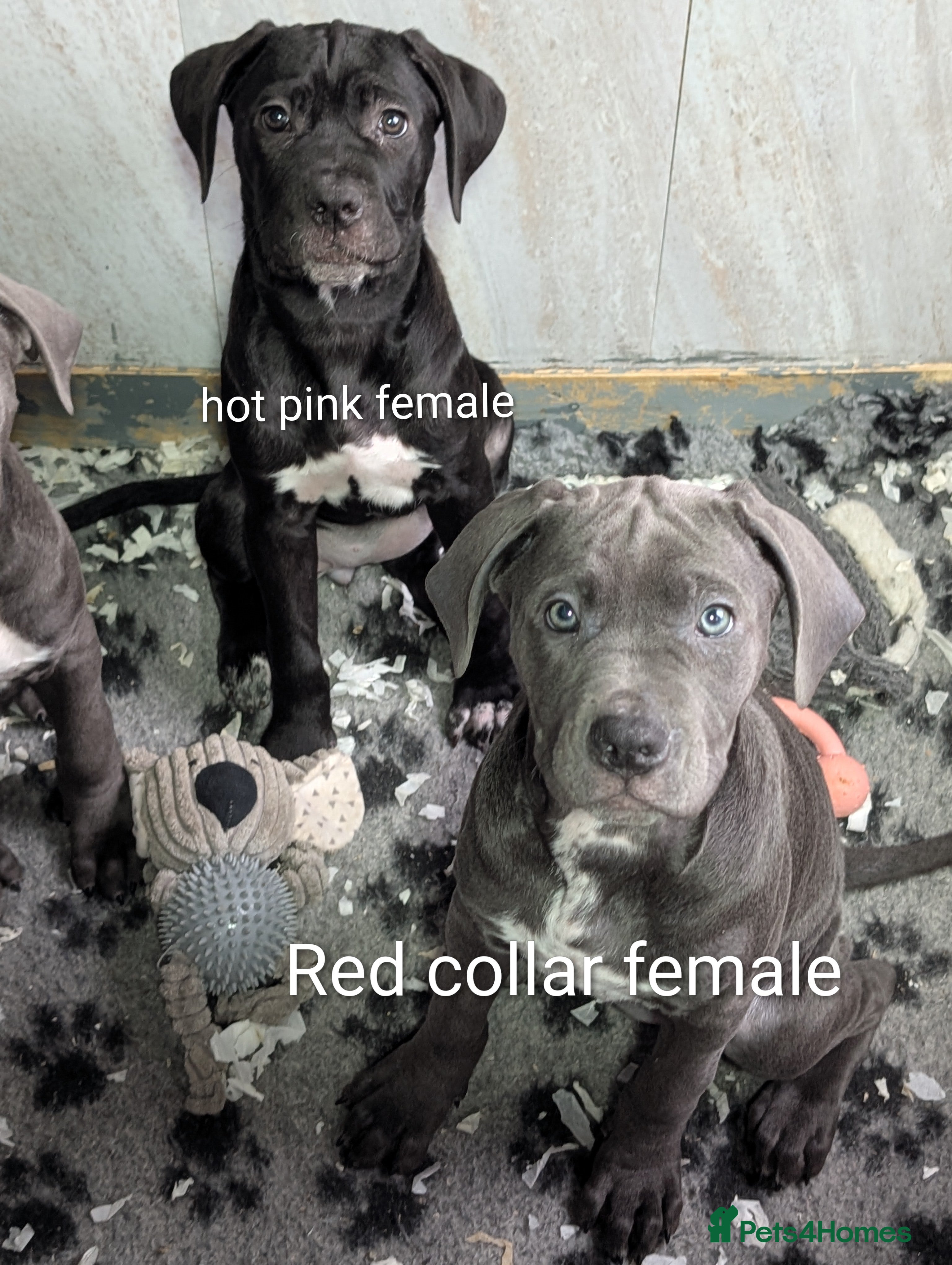 Cane Corso dogs Cane corso puppies  - Advert 1