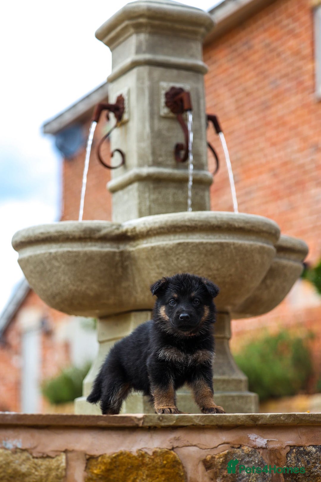 German Shepherd dogs for sale: Pedigree German Shepherd pups for sale - Image 1