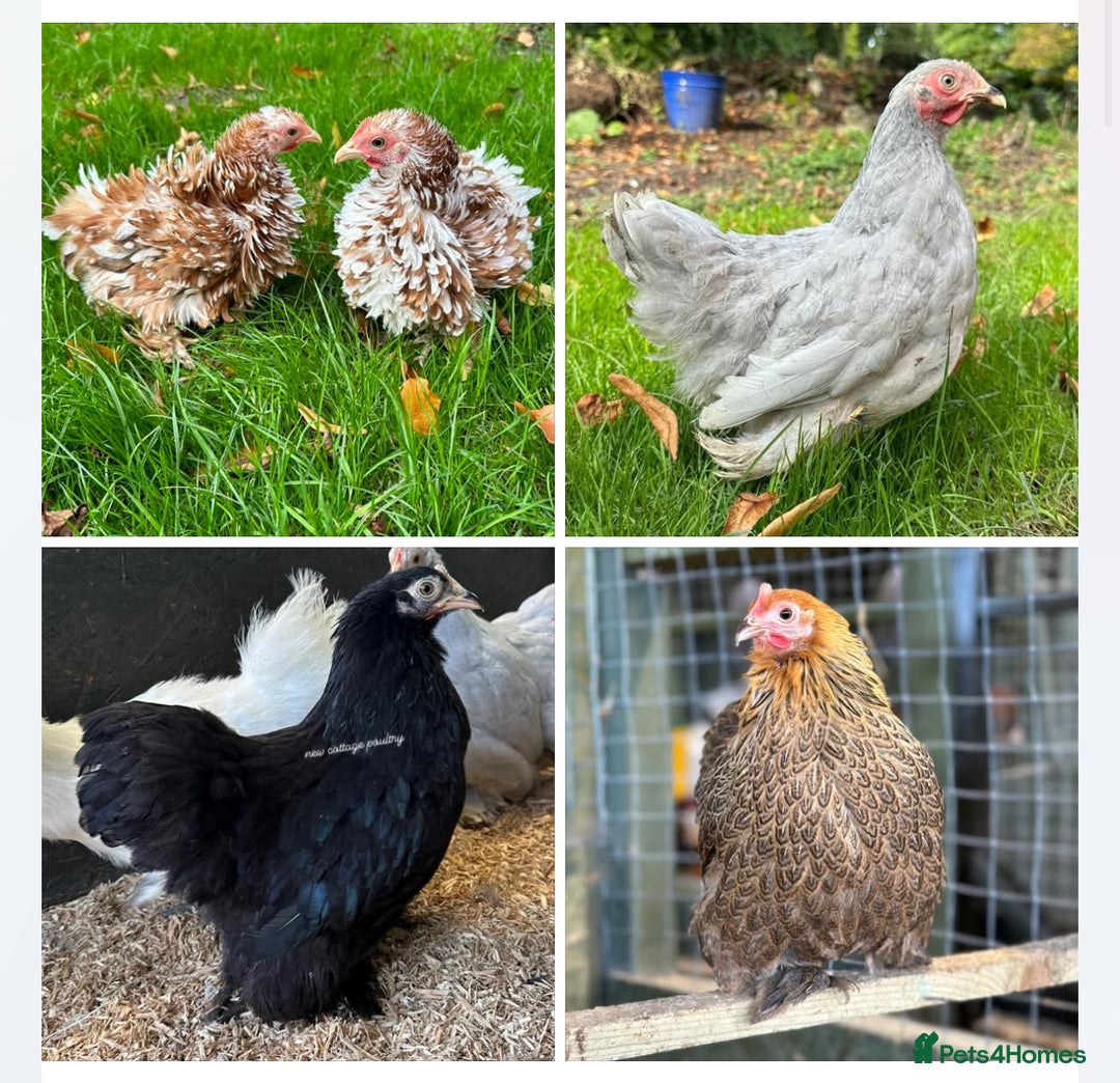 Chickens poultry for sale: Pekin Bantam Hens in a range of colours  - Advert 1