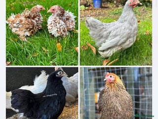 Chickens poultry Pekin Bantam Hens in a range of colours - Advert 1