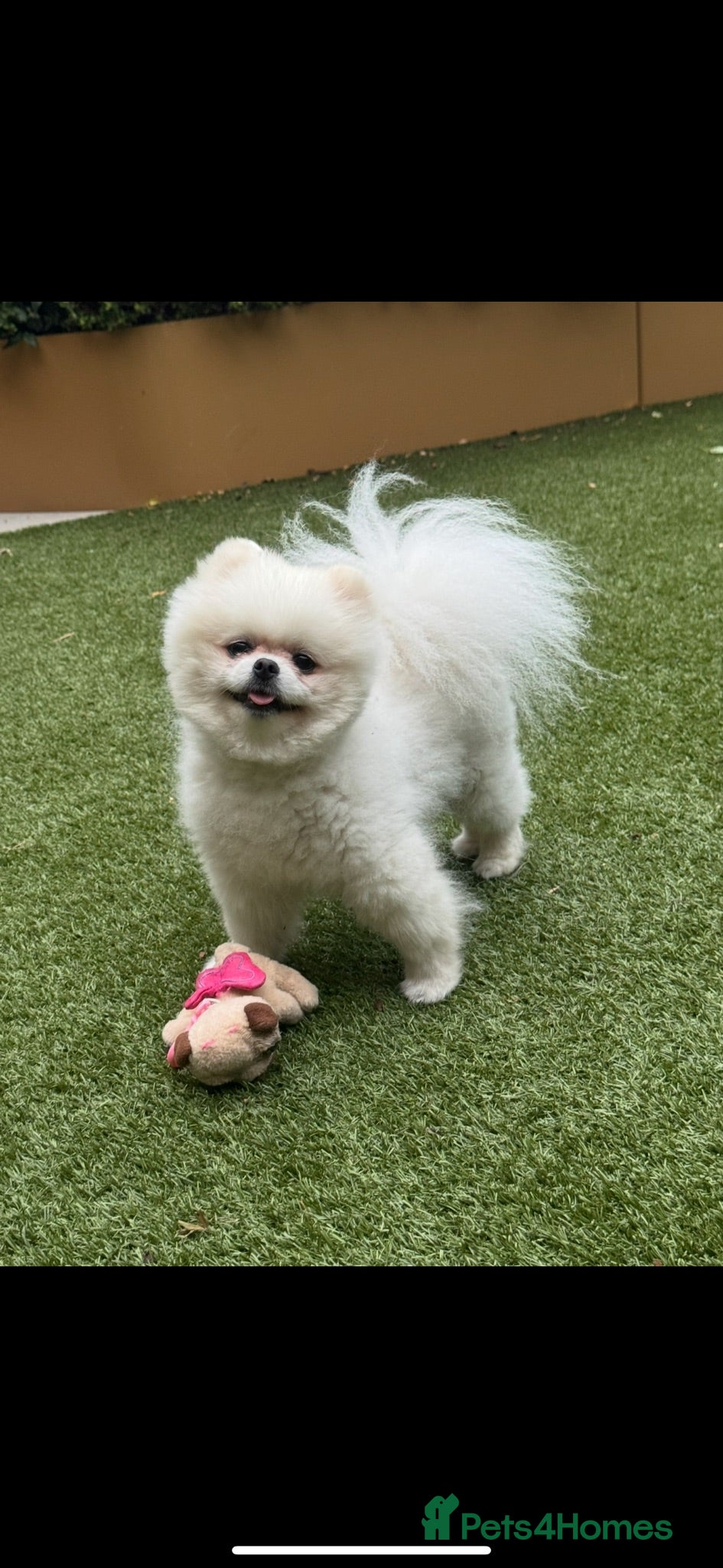 Pomeranian dogs pomeranian Looking for Breeding Partner - Advert 1