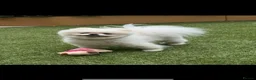 Pomeranian dogs for stud: pomeranian Looking for Breeding Partner in London - Advert 1