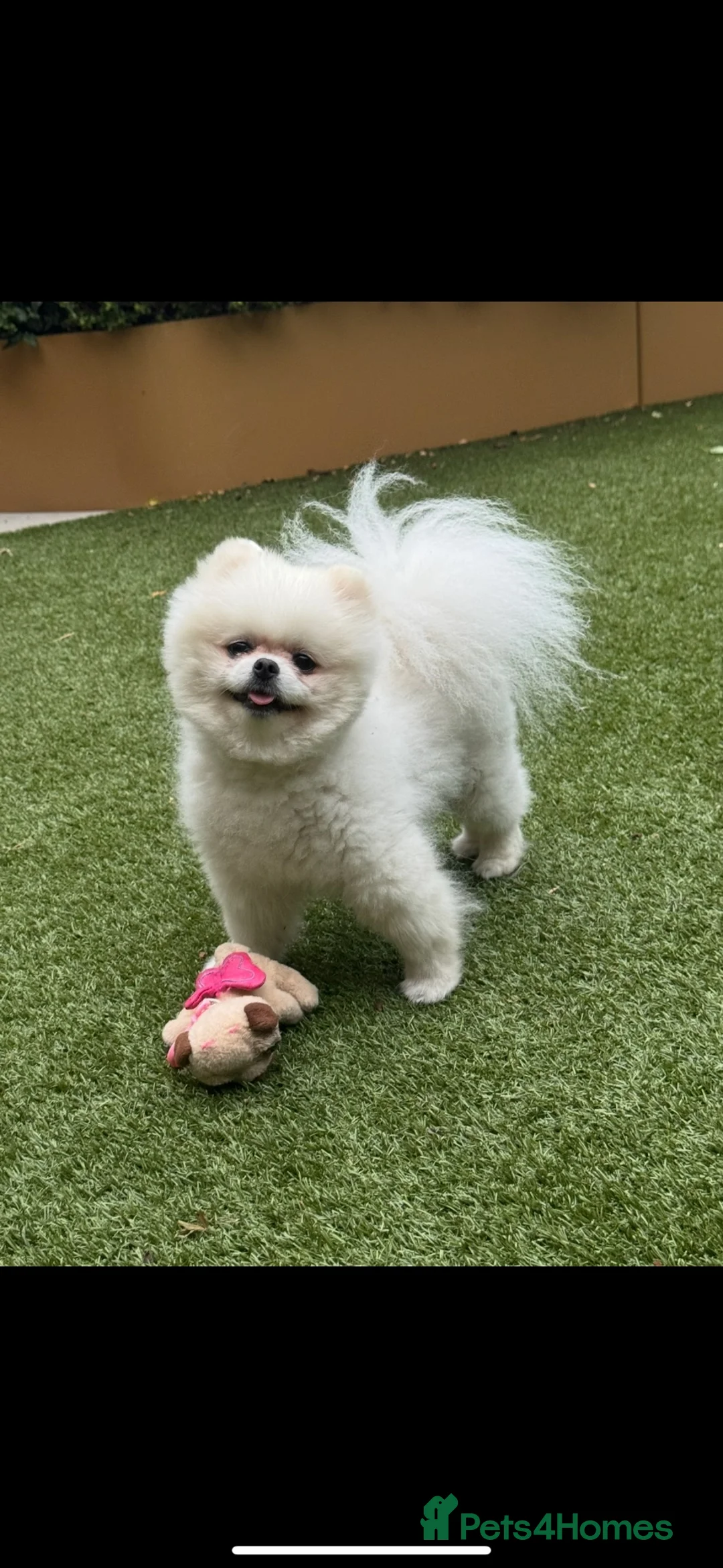 Pomeranian dogs for stud: pomeranian Looking for Breeding Partner in London - Advert 1