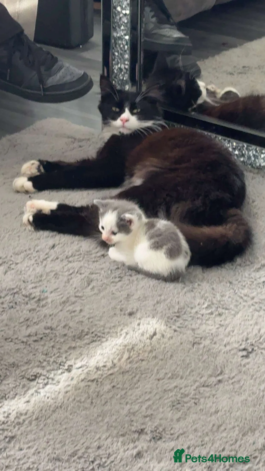 Mixed Breed cats for sale: 2 kittens available  - Advert 5