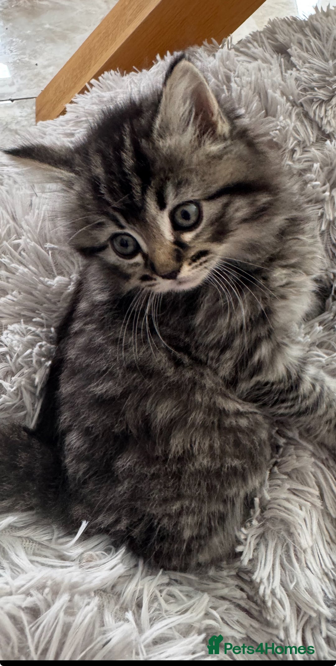 Mixed Breed cats for sale: Maine coon x ragdoll  - Image 10