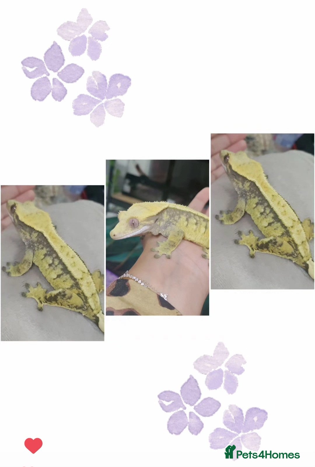 Gecko reptiles for sale: Crested geckos and Snakes (Read Description) - Advert 5