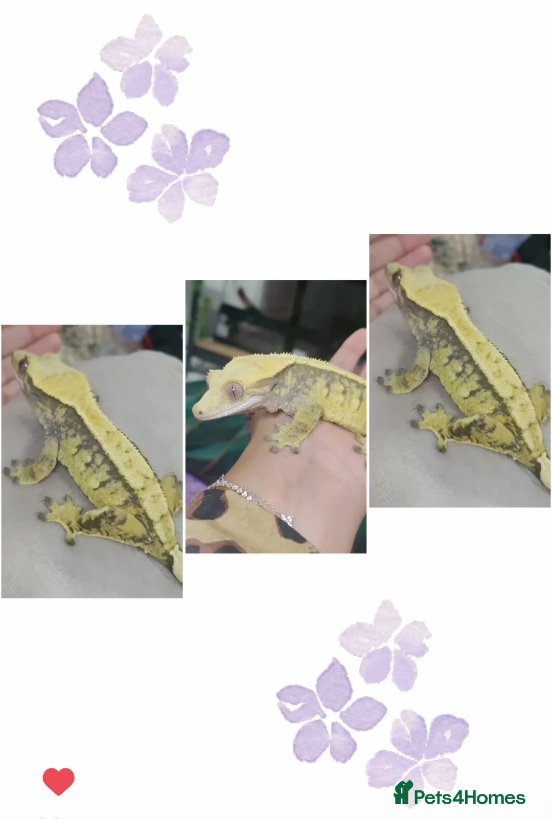 Gecko reptiles for sale: Crested geckos and Snakes (Read Description) - Advert 4