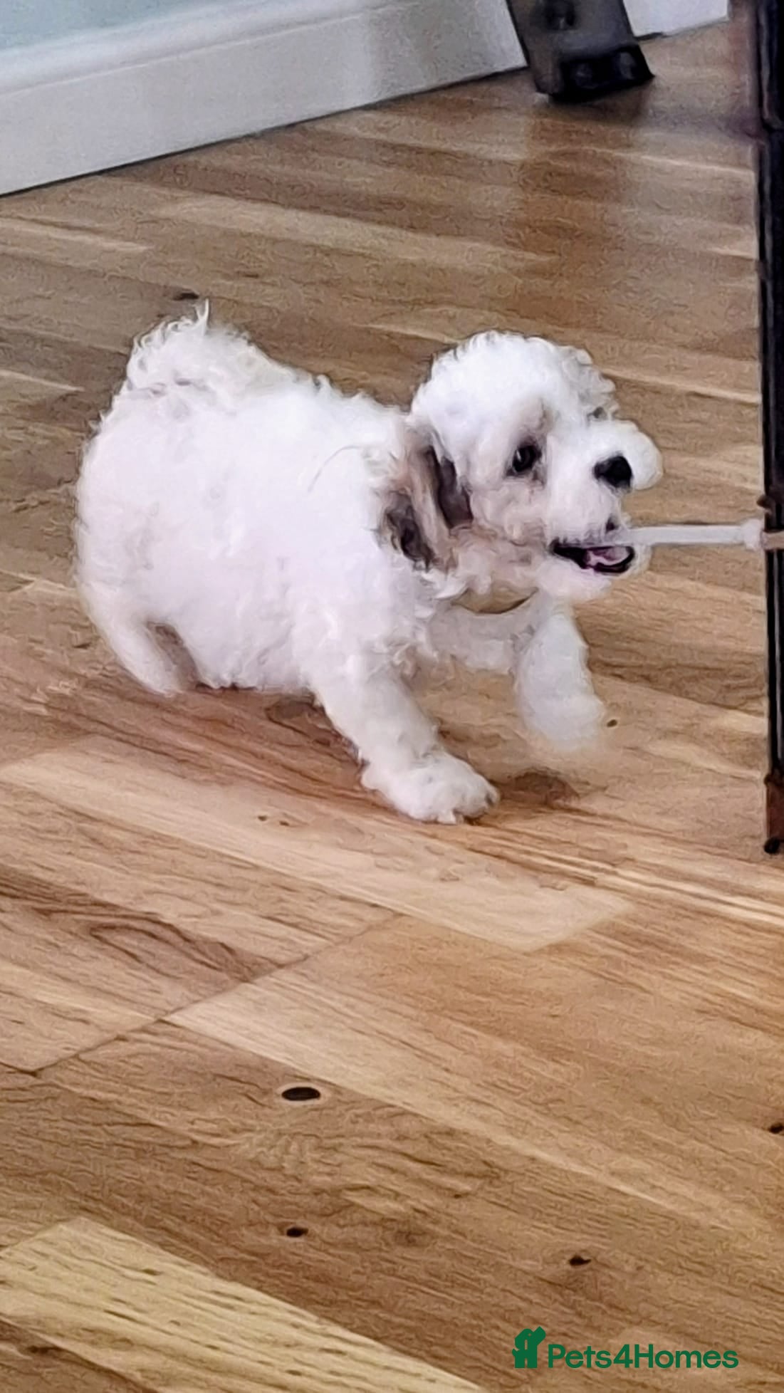 Mixed Breed dogs Shihchon puppies  - Advert 5