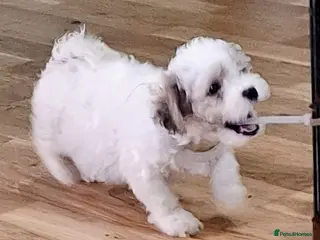 Mixed Breed dogs Shihchon puppies - Advert 5