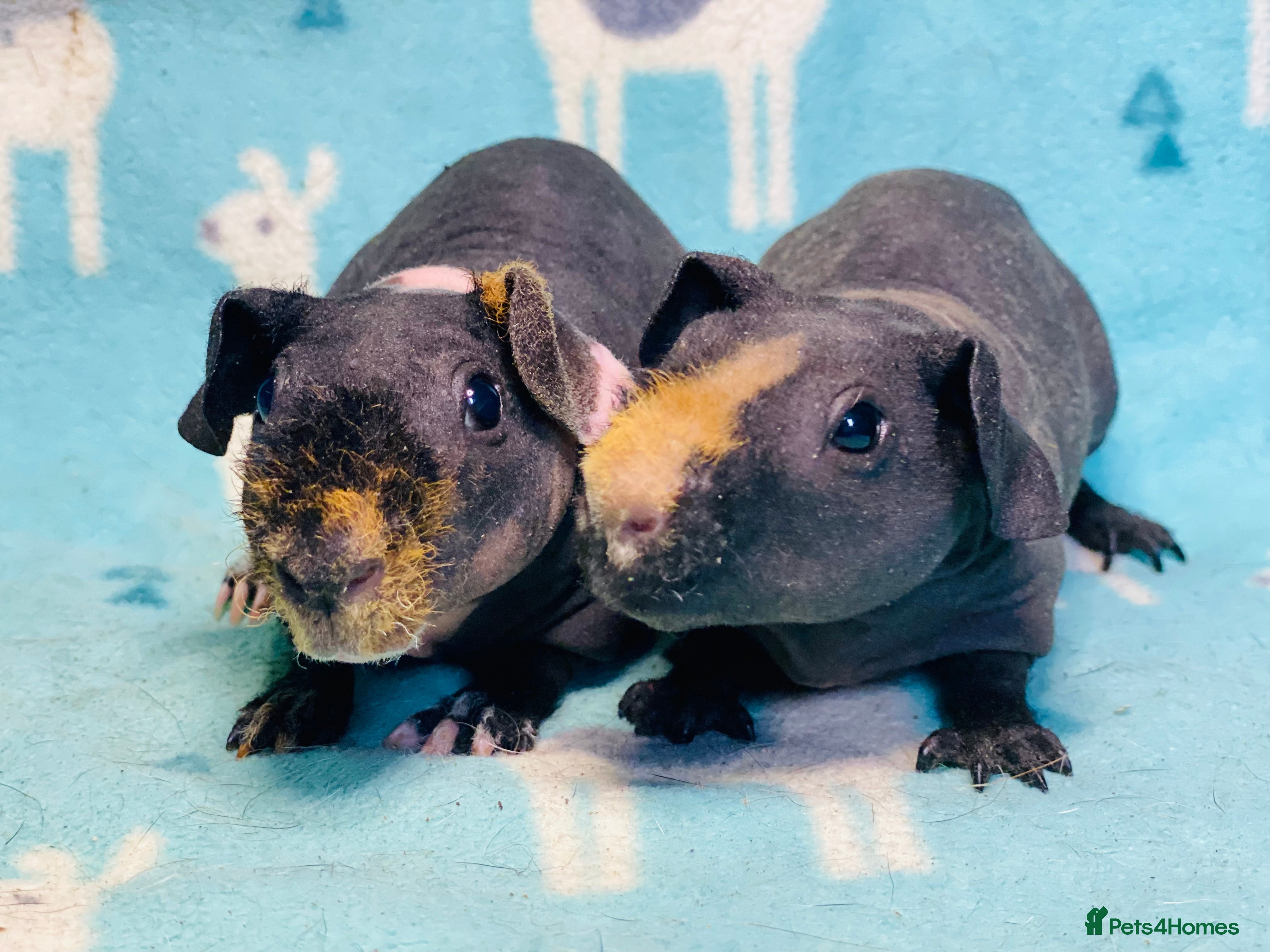 Guinea Pig rodents Pair of lovely skinny pig baby brothers  - Advert 15