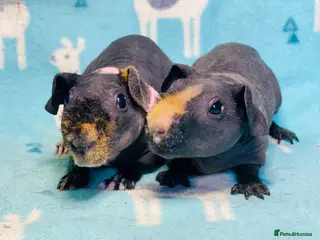 Guinea Pig rodents Pair of lovely skinny pig baby brothers - Advert 15