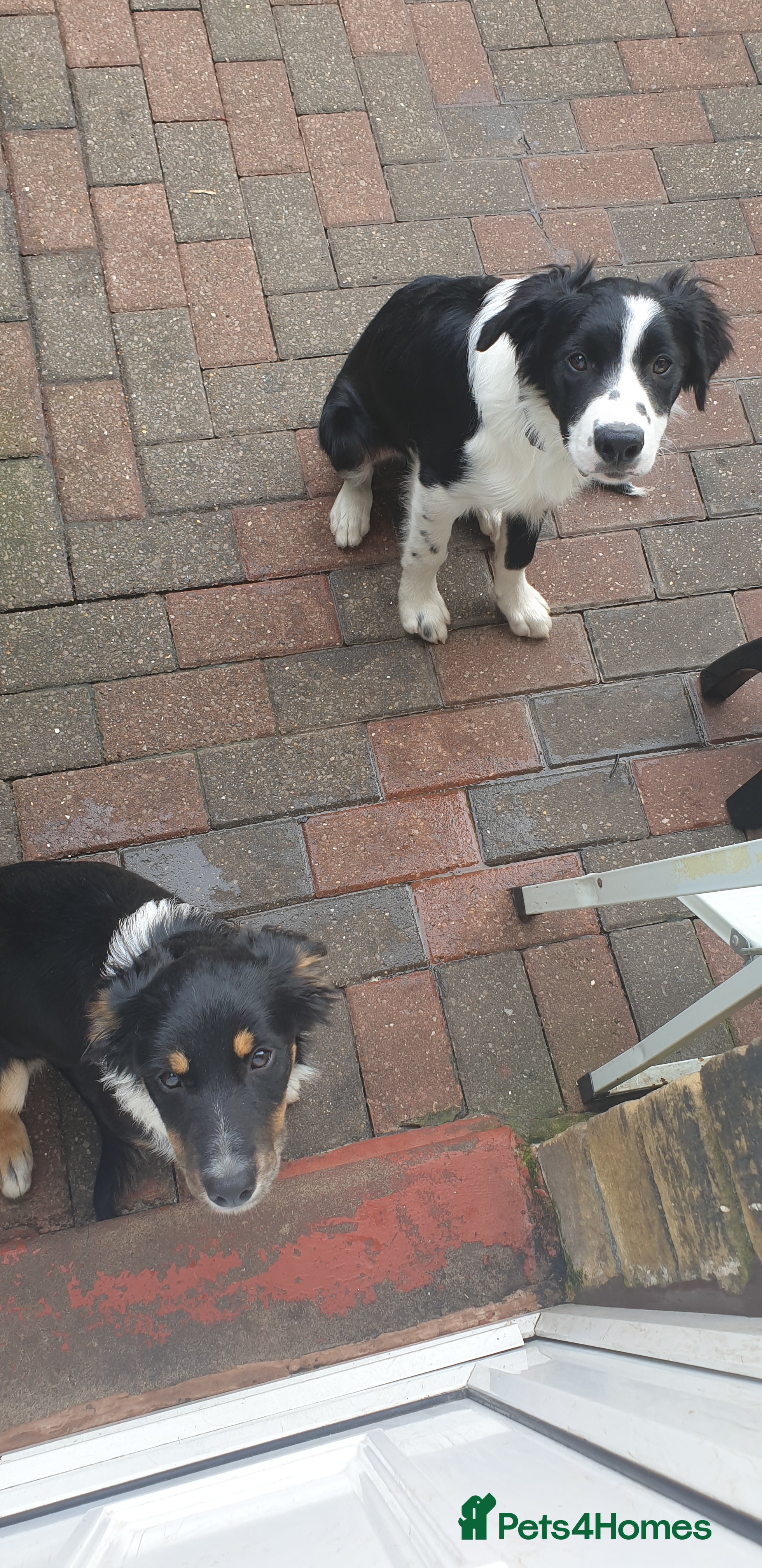 Border Collie dogs Male and female looking for loving home - Advert 5