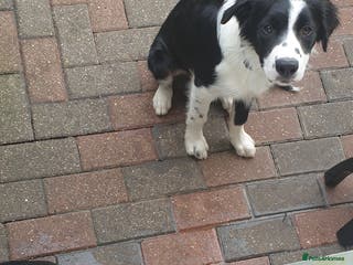 Border Collie dogs Male and female looking for loving home - Advert 5