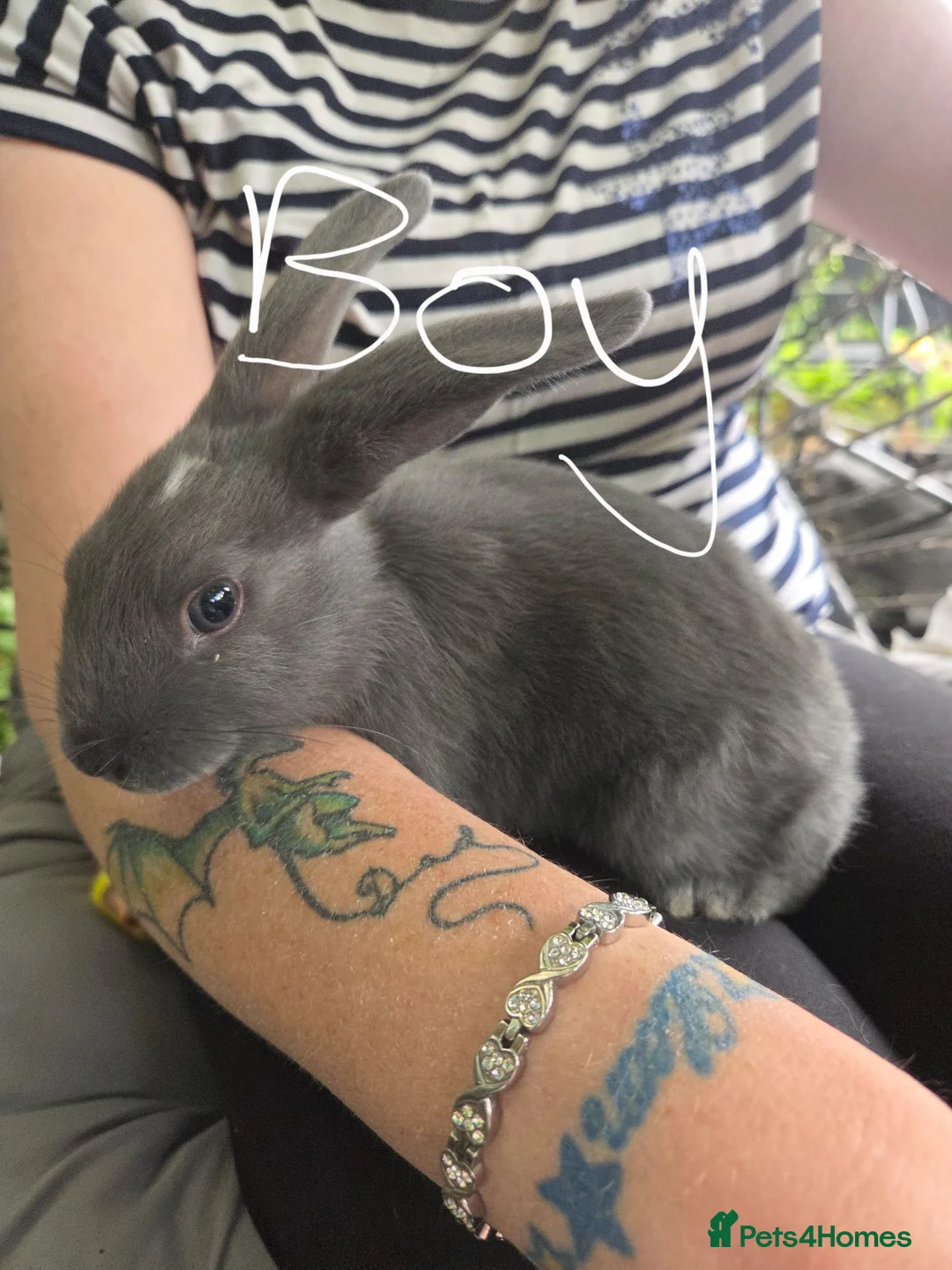 Mixed Breed rabbits for sale: Beautiful baby Rex/mini lop buns - Advert 4