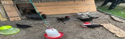 Chickens poultry for sale: Various pullets for sale  - Advert 6