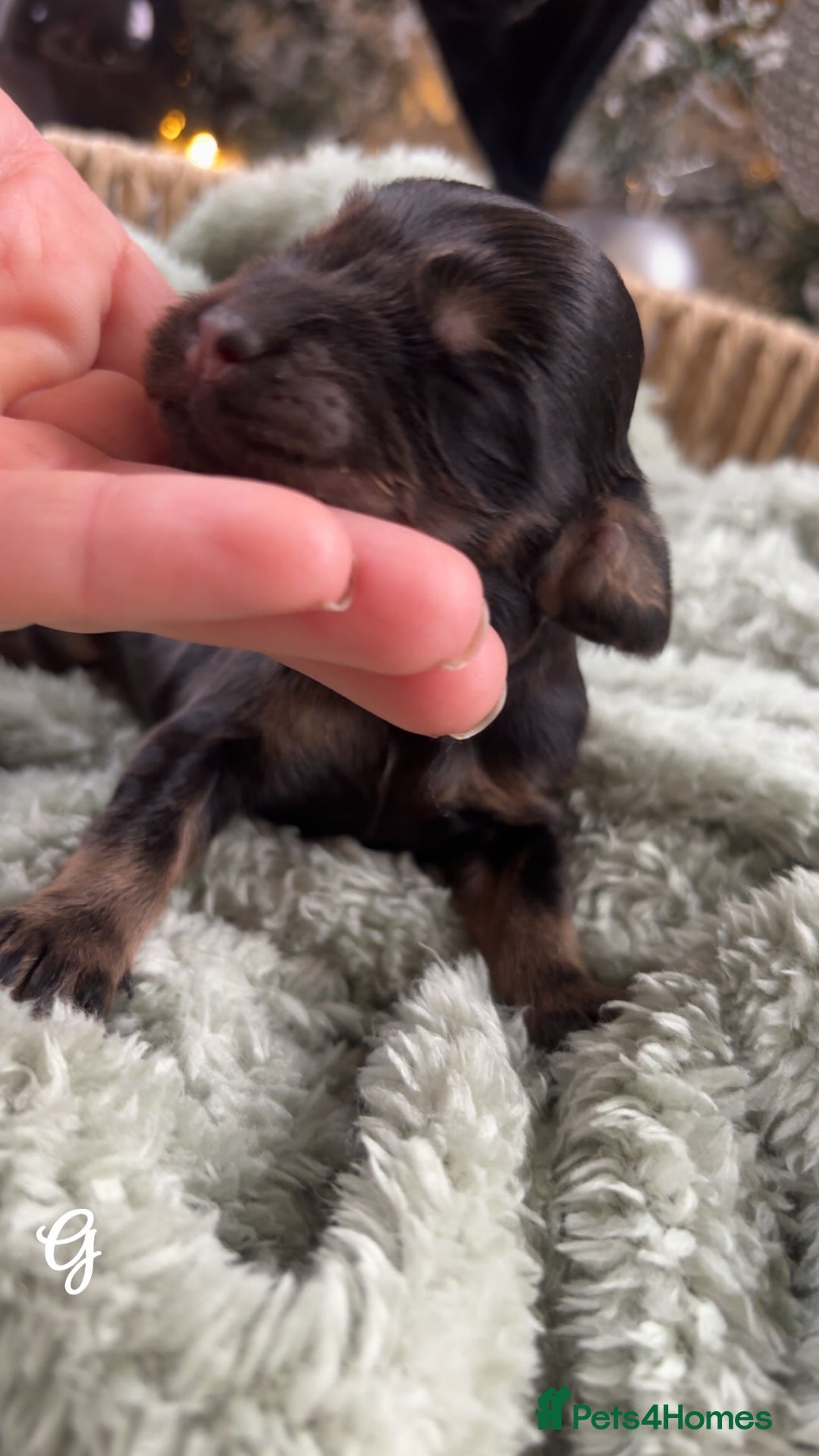 Cocker Spaniel dogs for sale: 100% sable show cockers  - Advert 9