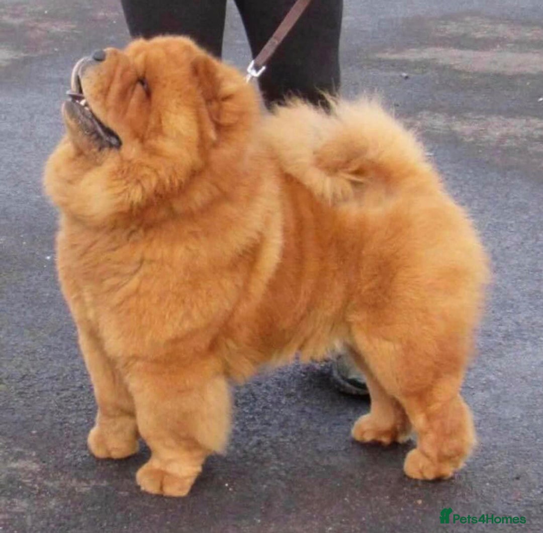 Chow Chow dogs for stud: Amazing stud boy in Kings Langley - Advert 4
