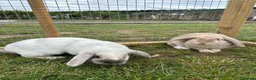 English Lop rabbits for sale: 2 female English lops - Advert 1