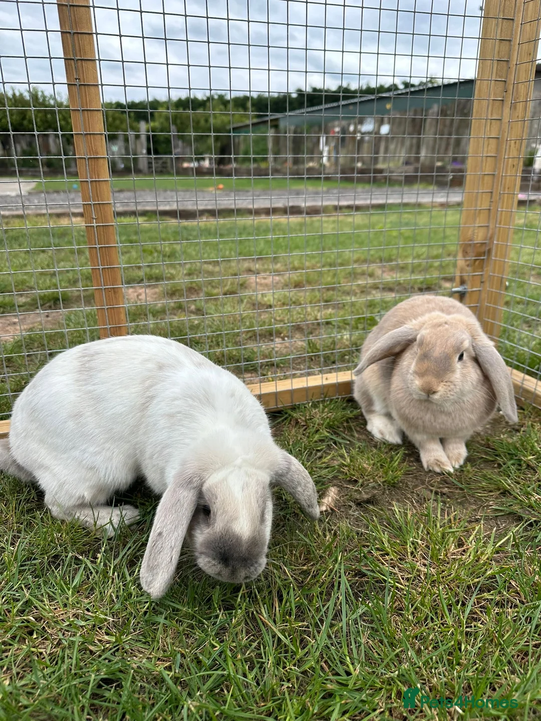 English Lop rabbits for sale: 2 female English lops - Advert 1