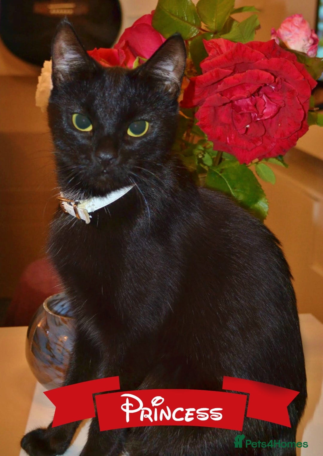 Mixed Breed cats for sale: Beautiful Bombay/Maine-Coone Kitten!  - Image 7