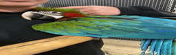 Macaws birds for sale: Gorgeous hand reared baby Harlequin Macaws - Advert 1