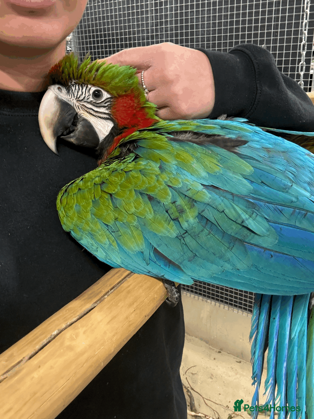Macaws birds for sale: Gorgeous hand reared baby Harlequin Macaws - Advert 1