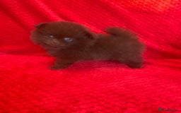 Pomeranian dogs for sale: 3 CHOCOLATE BROWN BEAR POMERANIAN PUPPY’S - Image 7