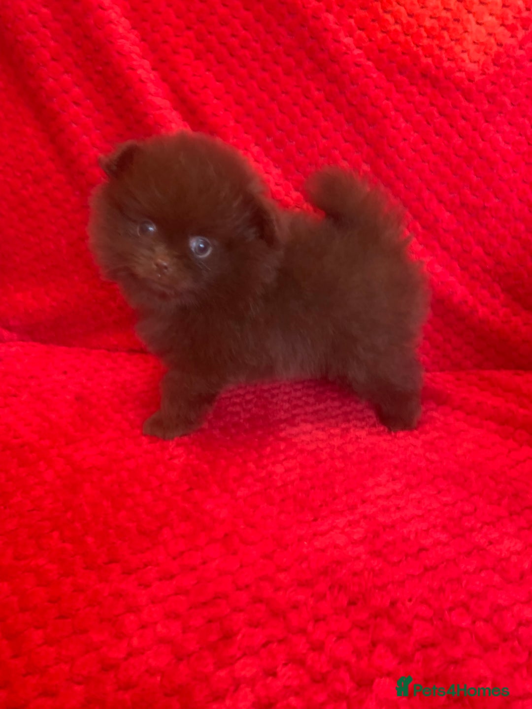 Pomeranian dogs for sale: 3 CHOCOLATE BROWN BEAR POMERANIAN PUPPY’S - Image 7