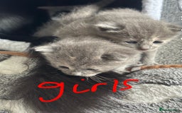 Maine Coon cats for sale: Kittens  - Image 28