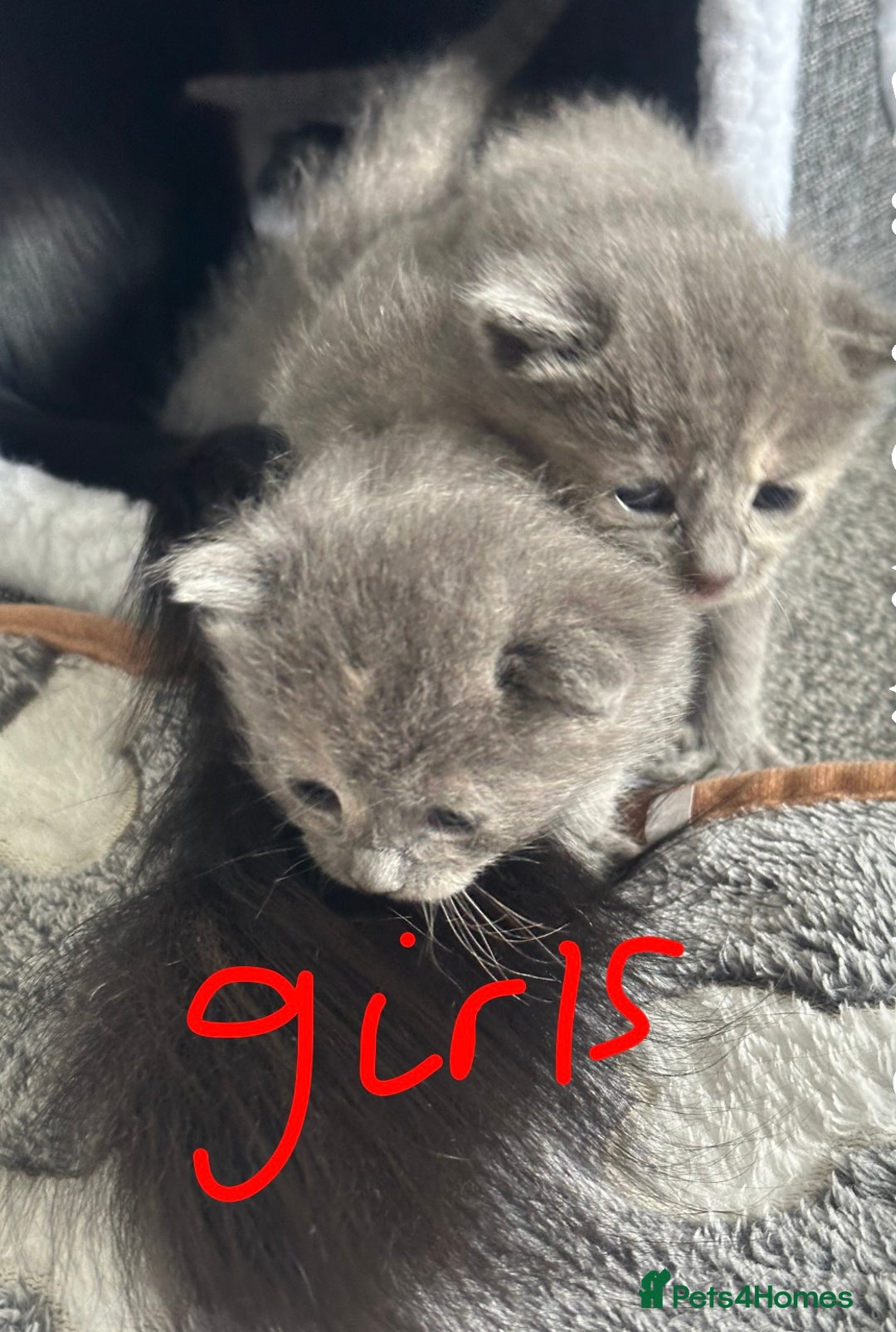 Maine Coon cats for sale: Kittens  - Image 28
