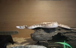 Python Snake reptiles for sale: 2 x Royal pythons  - Image 3