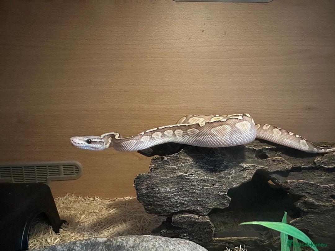 Python Snake reptiles for sale: 2 x Royal pythons  - Image 3