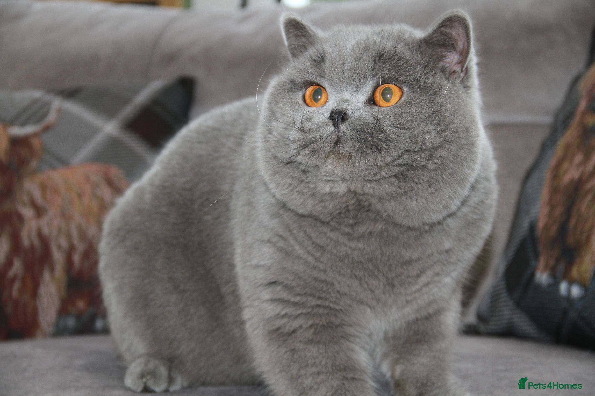 British Shorthair cats for sale: British shorthair kittens  - Advert 1