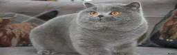 British Shorthair cats for sale: British shorthair kittens  - Advert 4