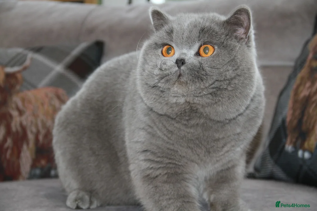 British Shorthair cats for sale: British shorthair kittens  - Advert 1