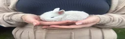 Mini Lop rabbits for sale: Beautiful baby mini lops  in Waltham Cross - Advert 6
