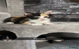 Mixed Breed cats for sale: 7 beautiful 8 week kittens  - Image 1